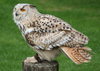 eagle owl 2