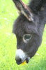 donkey 1