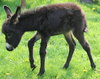 donkey 2