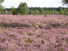 Landscape 1