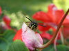 wasp
