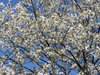 cherry blossom