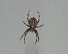 spider