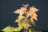 leaf