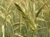 grain