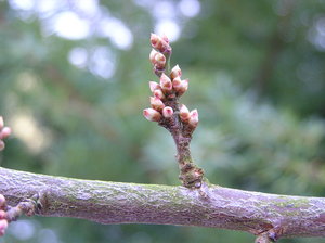 spring