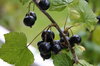 fruits 1