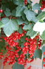 fruits 2