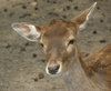deer-park-6