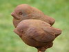 birds