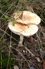 Mushrooms
