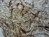 Texture