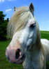 White horse.