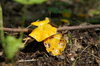 yellow mushroom