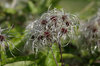 Seedheads