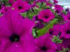 PURPLE FLOWERS