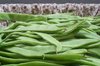 STRING BEANS