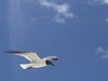 SEAGULLS
