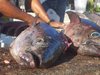 FISH MARKET