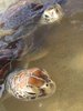 TURTLES