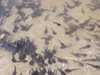 TADPOLES