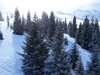 WHITE FOREST