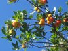 ARBUTUS TREE