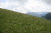 Mountain flower meadow