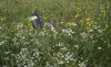 Wild meadow flowers