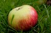 fallen apple