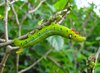 Caterpillar