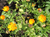 marigold calendula officinalis