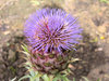 cardoon - cynara cardunculus