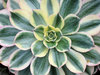 echeveria