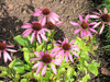 purple coneflower 2
