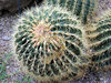 Golden Barrel Cactus