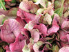 pitcher plant - sarracenia