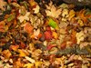 Autumn carpet 2