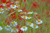 Daisies
