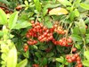 berries
