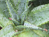 barbed aloe