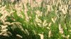 decorative plants