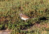 Killdeer