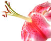 Lilly