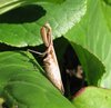 praying mantis