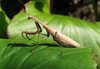 praying mantis
