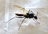 flying ant