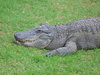 Smiling Crocodile