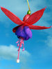 Fuschia