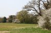 Field hedge in spring